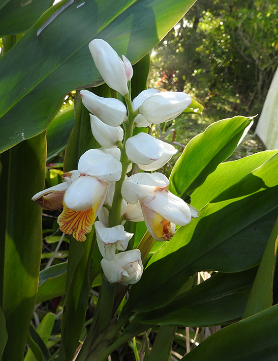 Alpinia nutans